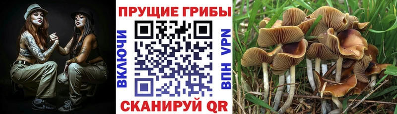 сайты даркнета Telegram  Воркута  Псилоцибиновые грибы Magic Shrooms  где купить наркоту 